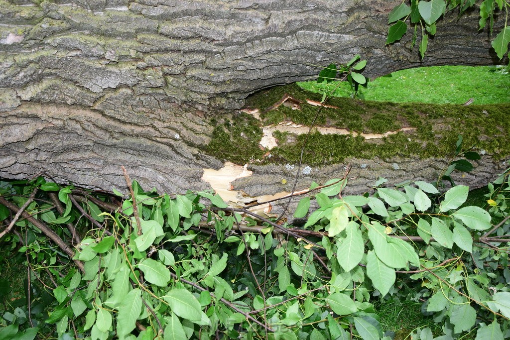 Baum umgestuerzt Koeln Vingst Waldstr P27.JPG - Miklos Laubert